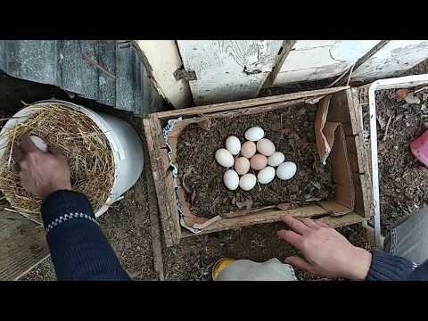 Video: Yumurtaları Parçalayan! Broody Tavuklar Üzerine (Ve Bize Ne Öğretebilecekleri)