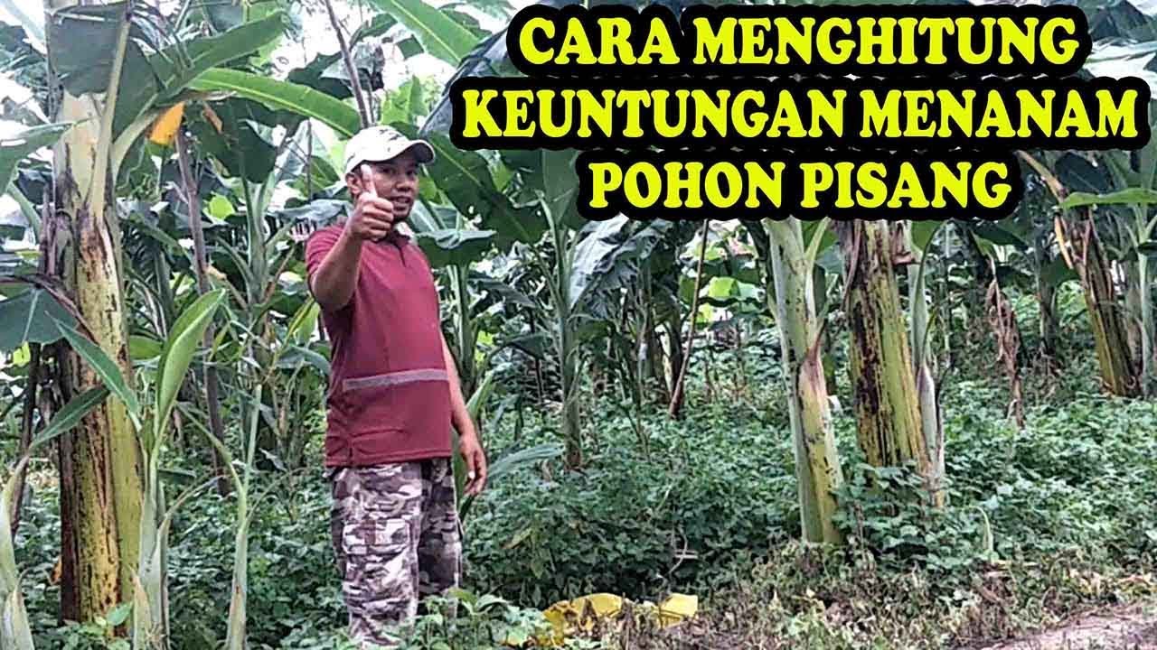Cara Budidaya Pisang 