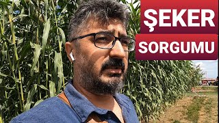 Şeker Sorgumu Yem Bitkisini İnceledik | Sugar Sorghum