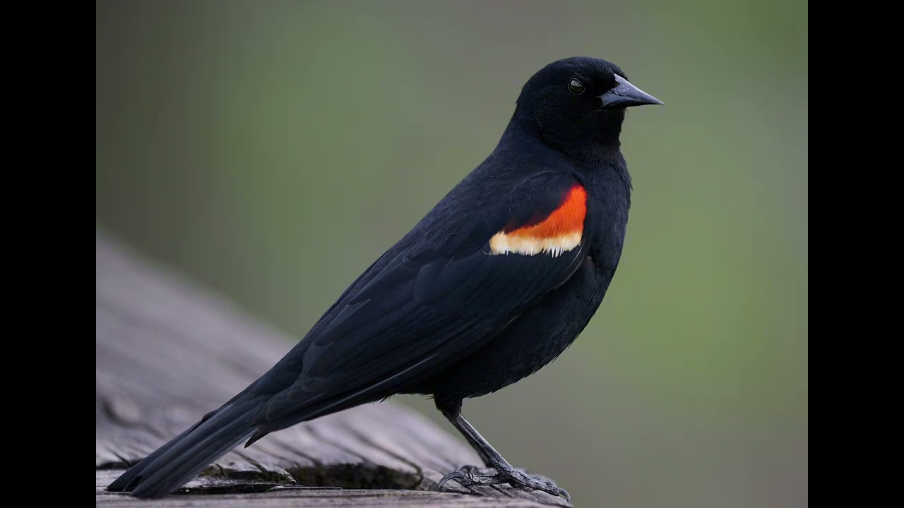[FREE] [CHEAP BEATS $3-10 w Unlimited Use] Pop Type Beat "Red Winged Blackbird"