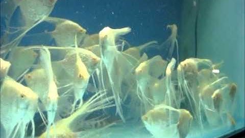 Ca than tien abino, kim sa abino