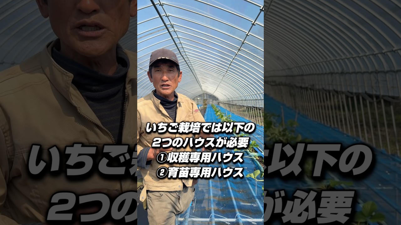 【いちご栽培】育苗作業が始まりました！#いちご農家#いちご栽培#農業#農家