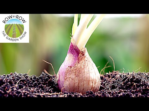Video: Shallots: The Subtleties Of Planting In The Fall