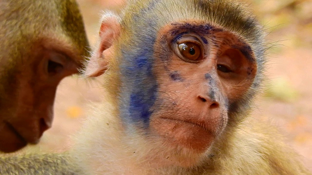 Pity abandon baby monkey Sok funny face and spring help grooming