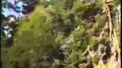 Story of Phytophthora Ramorum.flv