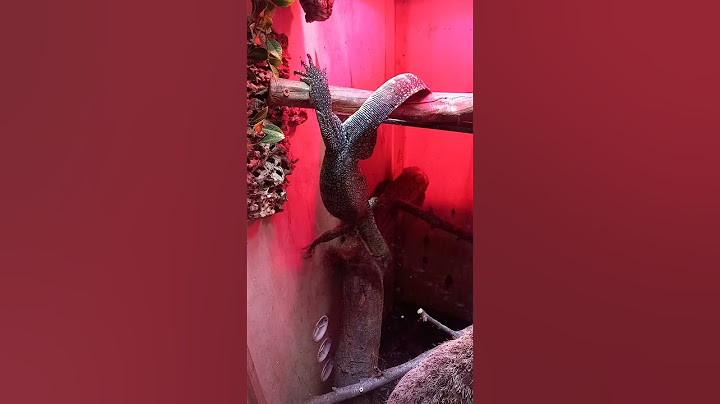 MONITOR LIZARD CLIMBING DOWN