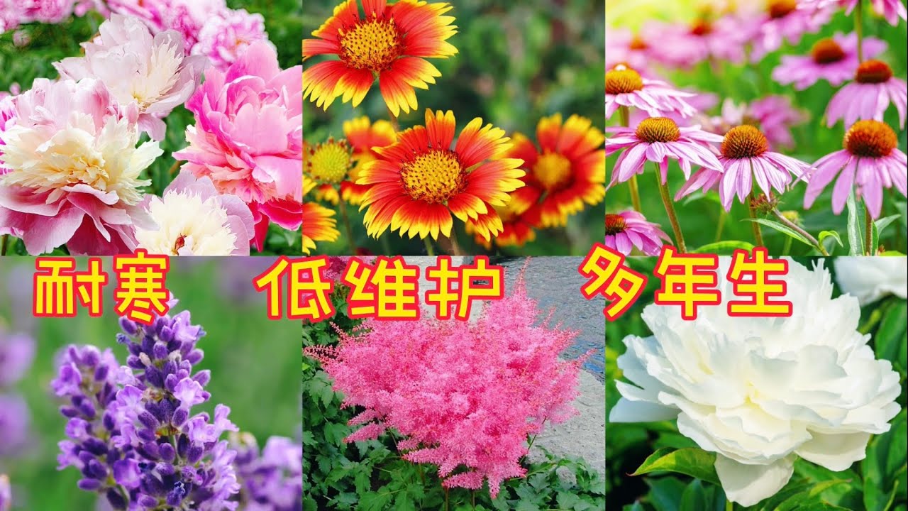 加拿大耐寒的多年生花卉Part 2.【莎拉养花】