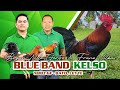 Farm visit blue band kelso