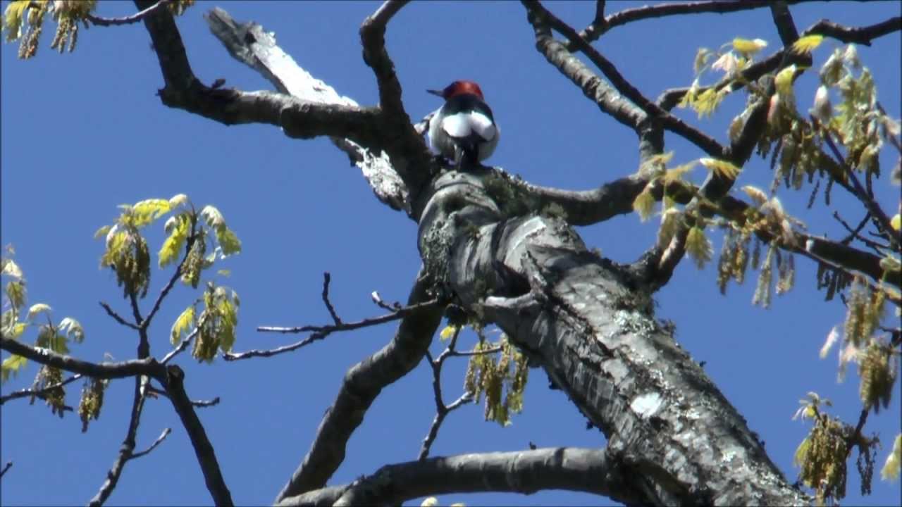 Red-headed woodpecker (Melanerpes erythrocephalus) 