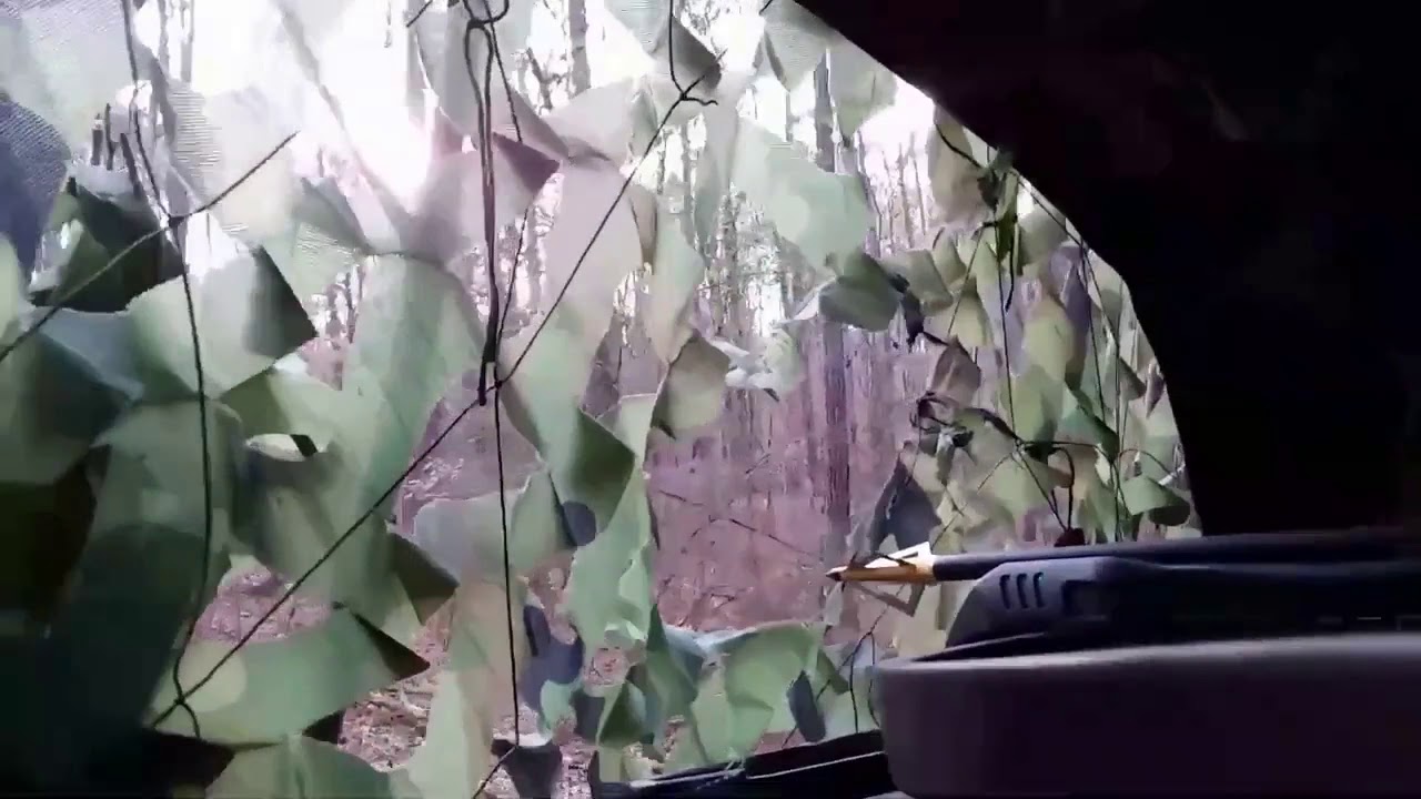 Cougar Sighting In East Alabama! 1-12-2021