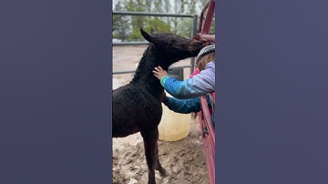Thumbnail of Baby Roo is getting all the love 💕 #shorts #horserescue #horses #soul #love #lazybequinerescue