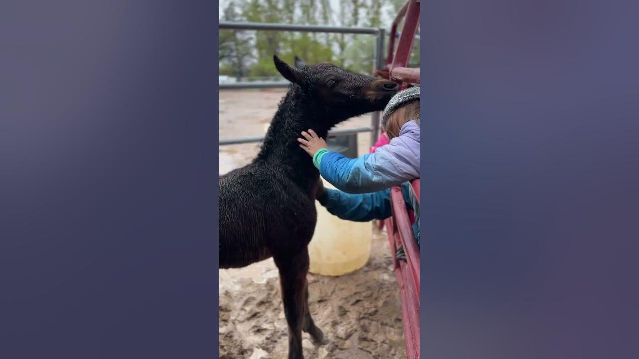 Baby Roo is getting all the love 💕 #shorts #horserescue #horses #soul #love #lazybequinerescue
