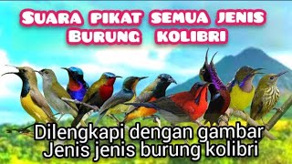 Download lagu Suara Pikat Semua Jenis Burung Kolibri Paling Ampuh mp3