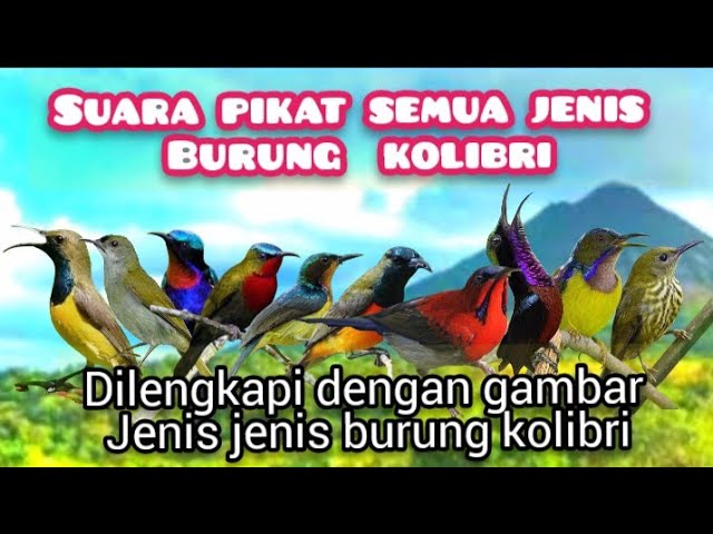 Suara Pikat Semua Jenis Burung Kolibri Paling Ampuh class=