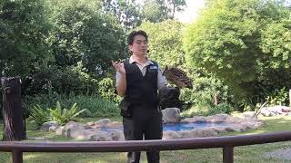 Kings of skies show in Jurong bird park | Largest Bird of Prey in the World | Shows in Singapore