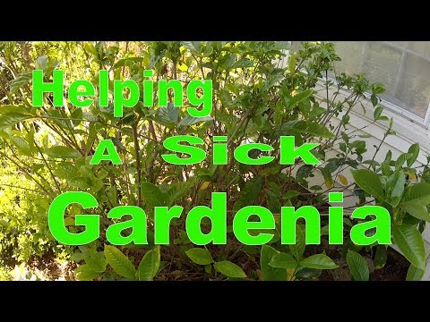 Video: Gardenia stublāju žultspūšļa un vēžu ārstēšana - kā ārstēt vēžus un vēžus uz gardēnijas kātiem