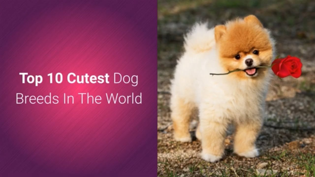 List Of Top 10 Most Cutest Dog Breeds In The World 2019 ???? - YouTube