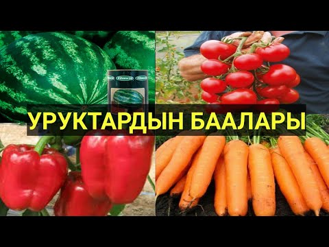 Video: Голландиялык бедеге кам көрүү - Коло голландиялык беде газондорун жана бакча өсүмдүктөрүн кантип өстүрүү керек