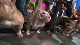 American Bully Stack Off at Rumble In The Jungle 5.0: Bully Talk with Zeb Pits by Zeb Brooks Multimedia 330 views 1 month ago 1 minute, 43 seconds