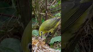 Senegal White Eye Zosterops | Bird Sounds #birds #bird #softbills