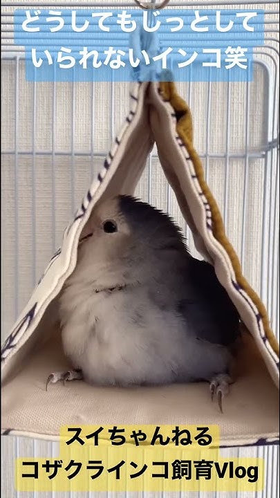 コザクラインコの性別見分け オスメスの違いを検証 Youtube