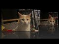 garfield 2