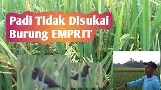 Baru Tahu !! Padi Ini Tidak Disukai Burung Pipit atau EMPRIT, Produksinya Melimpah