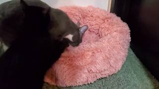 Cats fighting hissing-fighting for the bed throne cats playing silly-fun cat video LOL by RealReviews YS 98 views 4 years ago 1 minute