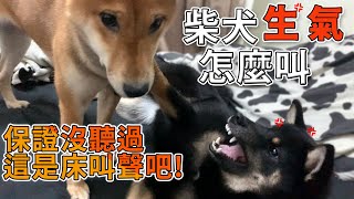 柴犬吵架生氣啦這叫聲根本是...柴犬叫聲【米修與歐歐】