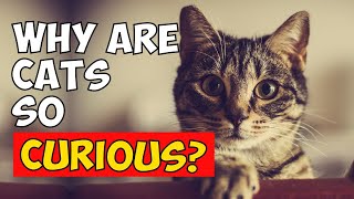 Why Are Cats So Curious? Do You Know? by Oh My Cat 969 views 1 year ago 1 minute, 29 seconds