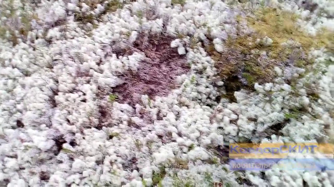 Кто ворует ягель? - YouTube