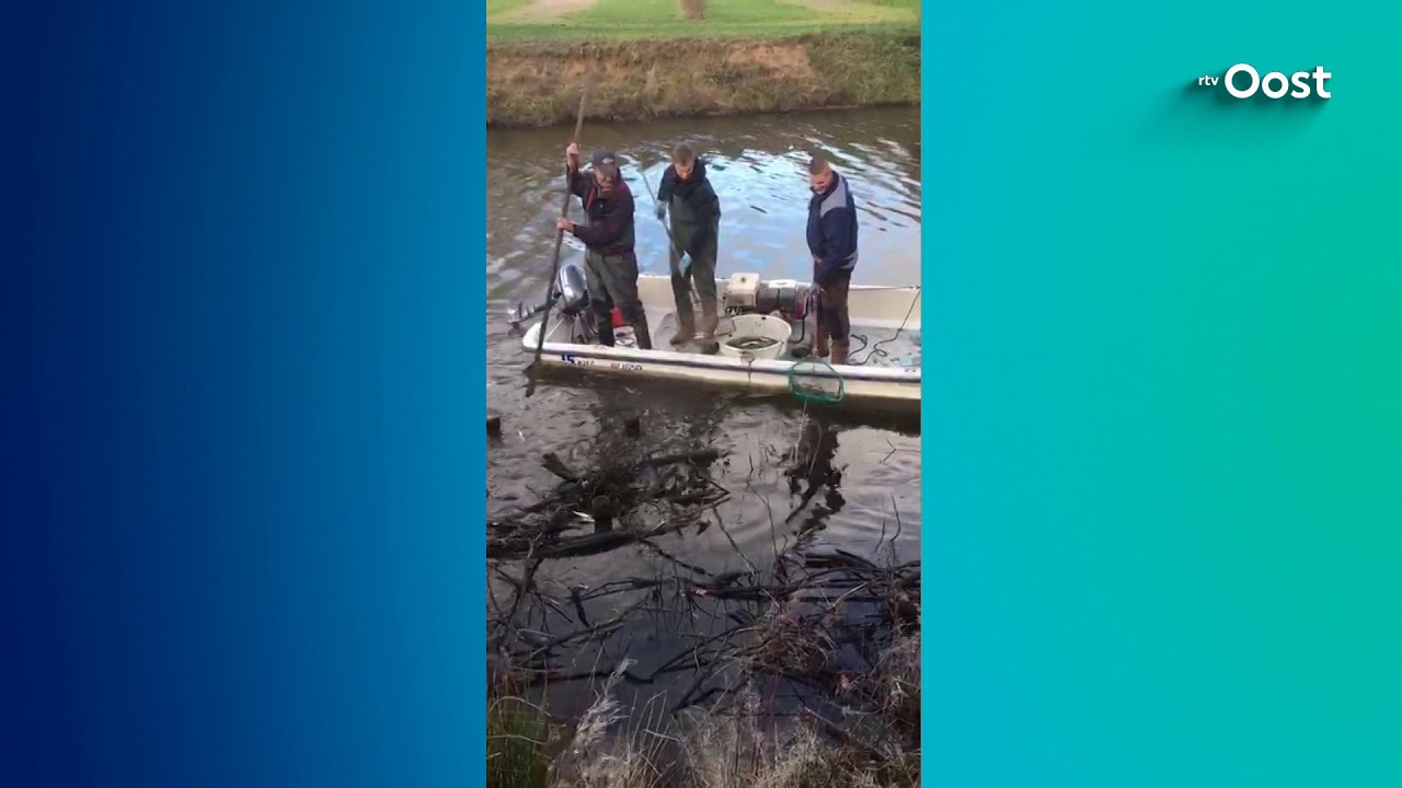 Onderzoek naar visstand nevengeulen Vecht: "Zoveel vis had ik niet verwacht"