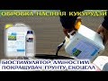 Стимулятор росту кукурудзи. Збільшення врожайності кукурудзи. Закладка дослідження Ензим-Агро