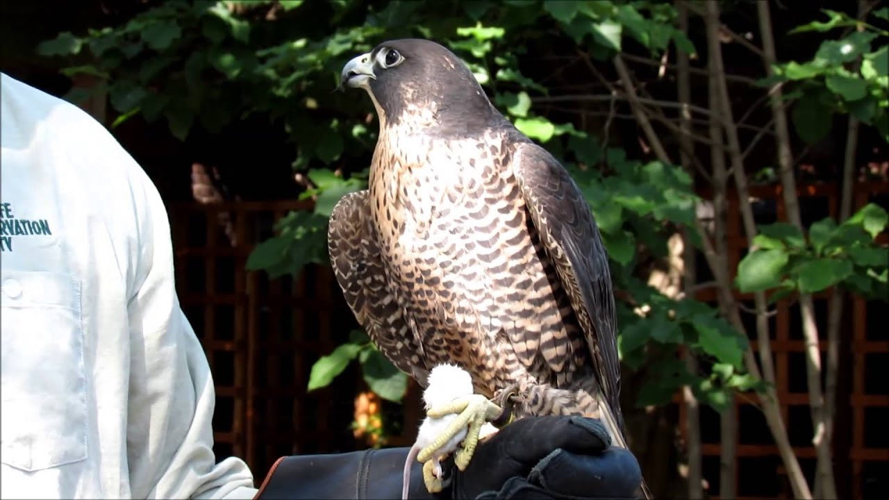 sirds of prey in central north carolina