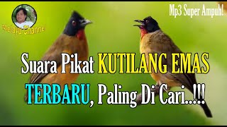 Suara Pikat KUTILANG EMAS Paling Ampuh | TERBARU..!!