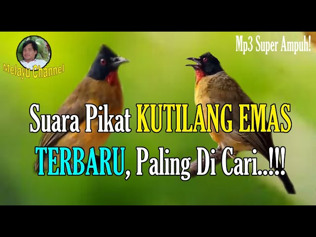 Suara Pikat KUTILANG EMAS Paling Ampuh | TERBARU..!! class=