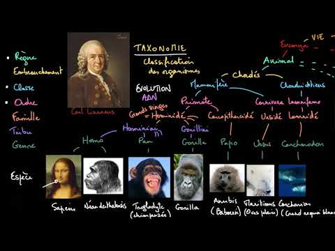 Vidéo: Comment s'est développée la taxonomie ?