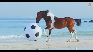 Animalia  Horse Da Vinci is a star footballer