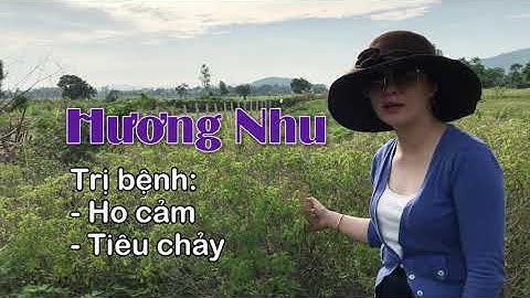 Cây hương nhu trị bệnh cảm ho, tiêu chảy