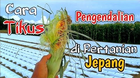 Cara Pengendalian Hama Tikus di Pertanian Jepang