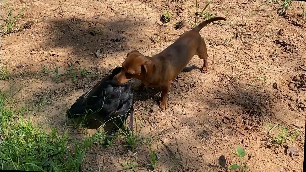 Crow Hunting with Pellet gun PCP Airgun FX Impact .30 Air Rifle