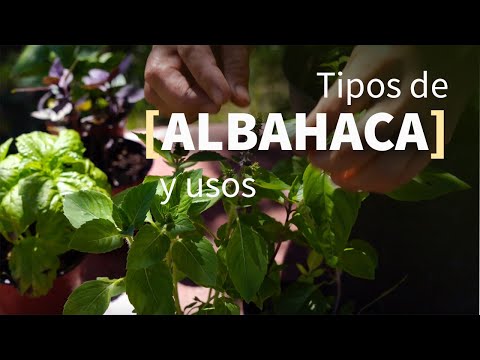 Video: Propiedades útiles Y Usos De La Albahaca Fragante