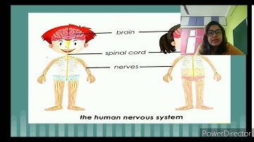 Nervous system (part-1) / L- 3/ 5B/ 27.5.2020 @sfsnarengi