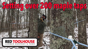 Tapping the Sugar Bush - Part 2