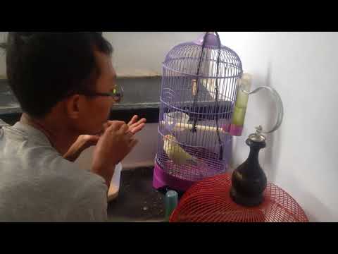 Video: Cara Mengajari Burung Beo Lovebird Untuk Berbicara