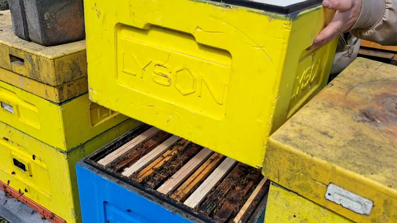 wymiana ramek na nowe/dokładanie korpusy miodni