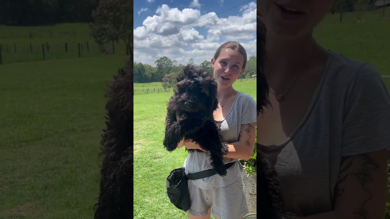 Maxy the spoodle in training to become a therapy dog for a children’s health clinic 