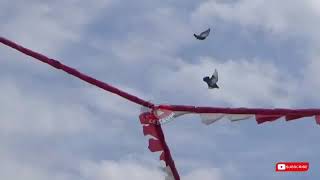 Download Lagu 🔴Full 17 Player Top KENWOOD Cari tiket ‼️ NEW AYLA LAPAK ANGKASA JETAK KIDUL PEKALONGAN MP3