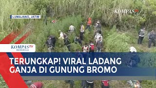 Terungkap! Viral Ladang Ganja di Gunung Bromo, Ternyata di Lereng Semeru?