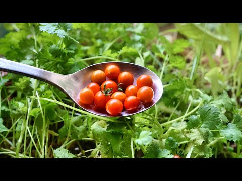 Video: Maklumat Ozark Pink: Ketahui Cara Menanam Tumbuhan Tomato Merah Jambu Ozark